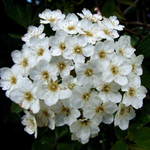White Surprise