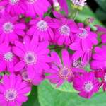 Vivid Pink