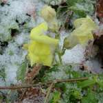 seasonal mix