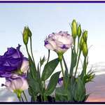 Lisianthus Display @ sunset