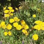 Yellow Poppies