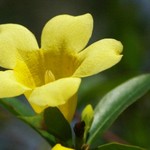 Yellow Jessamine