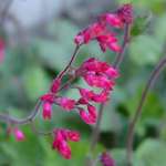 Coral Bells