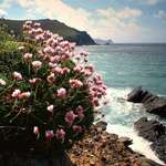 Gods' Own Garden
