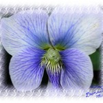 Flower Power