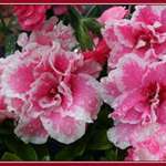 Azalea raindrops