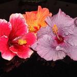 Hibiscus Three