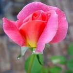 Willa's Rosebud