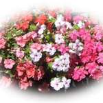 Impatiens