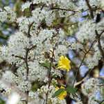 Wild Plum and Carolina Jessamine