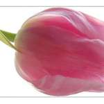 Spring Tiptoeing