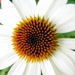 White Cone Flower