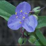 Spideerwort