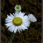 Daisy Fleabane