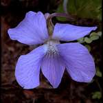 Violets