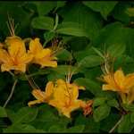 Flame Azalea