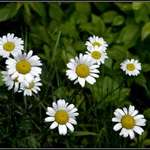 Daisies