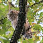 Fluffy Baby Owl - 100 feet up, in the Wild