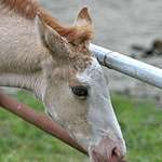 Foal