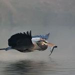Foggy Catch