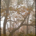 Foggy Day