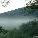 Foggy Morn