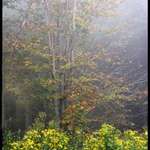 Foggy Morning