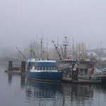 Fog wrapped docks
