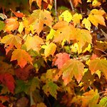 Foliage