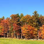 Maple Foliage
