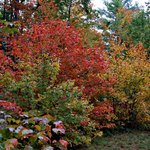 Foliage