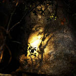 Deep In The Forest