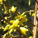 Forsythia Visitor