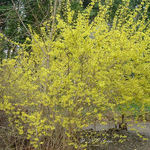 Forsythia 