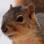 Fox Squirrel Portrait