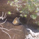 Desert Fox