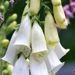 Wedding Bells Flowers, White Foxgloves & wildflowers