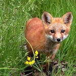 Fox Pupp