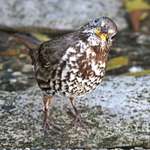Fox Sparrow