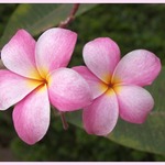 Frangipani, Hawaiian Lei Flower.