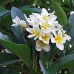 Frangipani