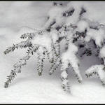 Fresh Snow