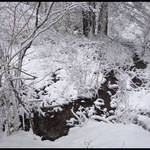 Fresh Snowfall