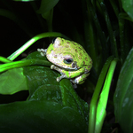 Frog1