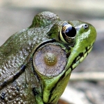 Frog Macro