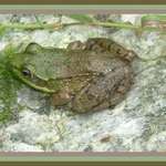 frog on a rock