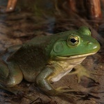 Feelin' Froggy