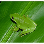Green on green