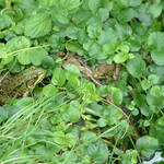 Ribbit