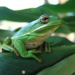 Green Tree Frog